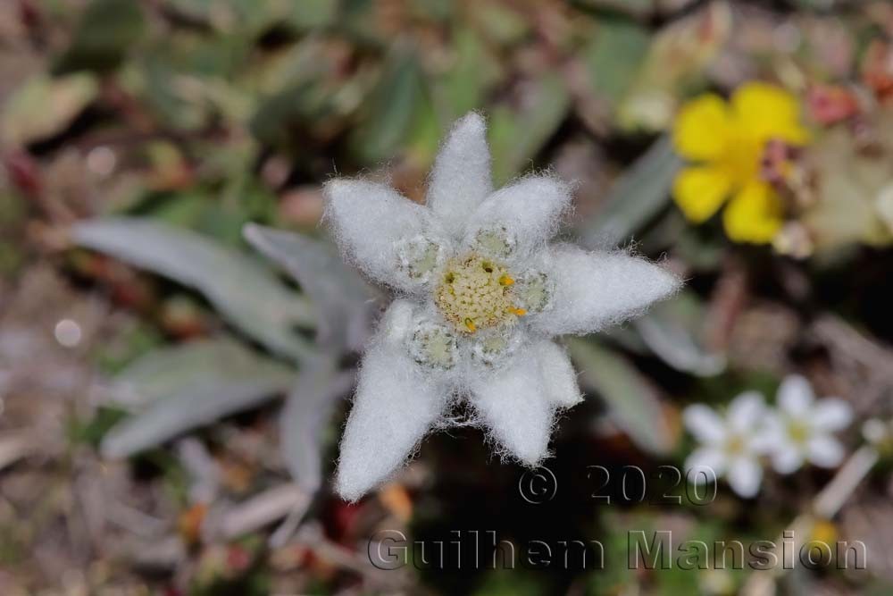 Leontopodium nivale subsp. alpinum