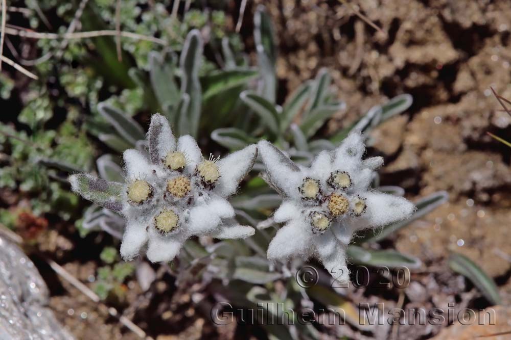 Leontopodium nivale subsp. alpinum