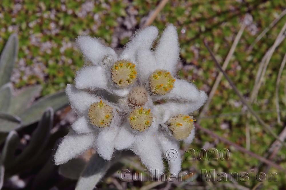 Leontopodium nivale subsp. alpinum