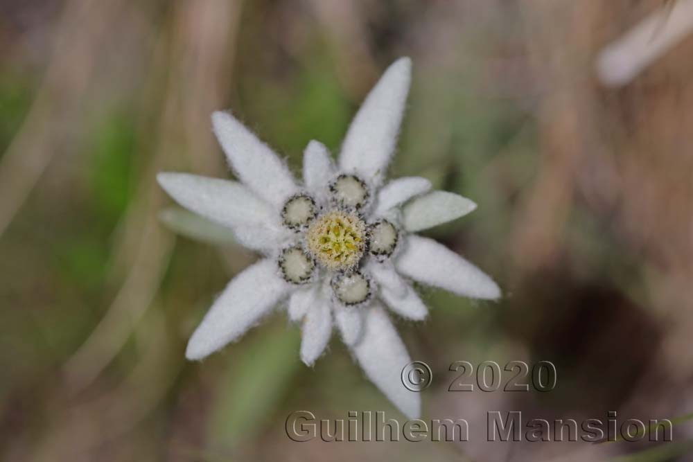 Leontopodium nivale subsp. alpinum