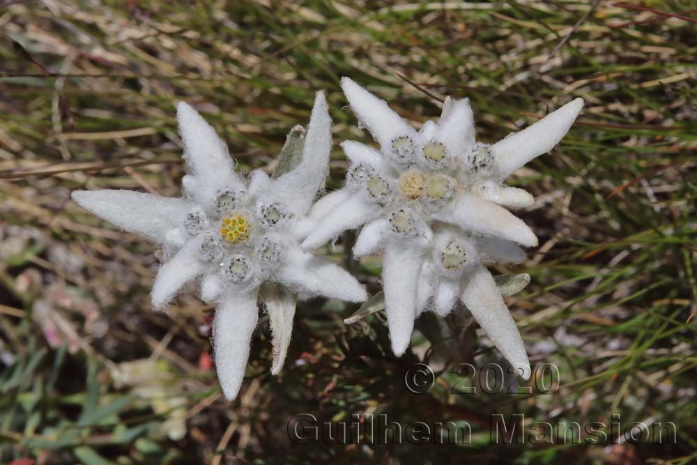 Leontopodium nivale subsp alpinum