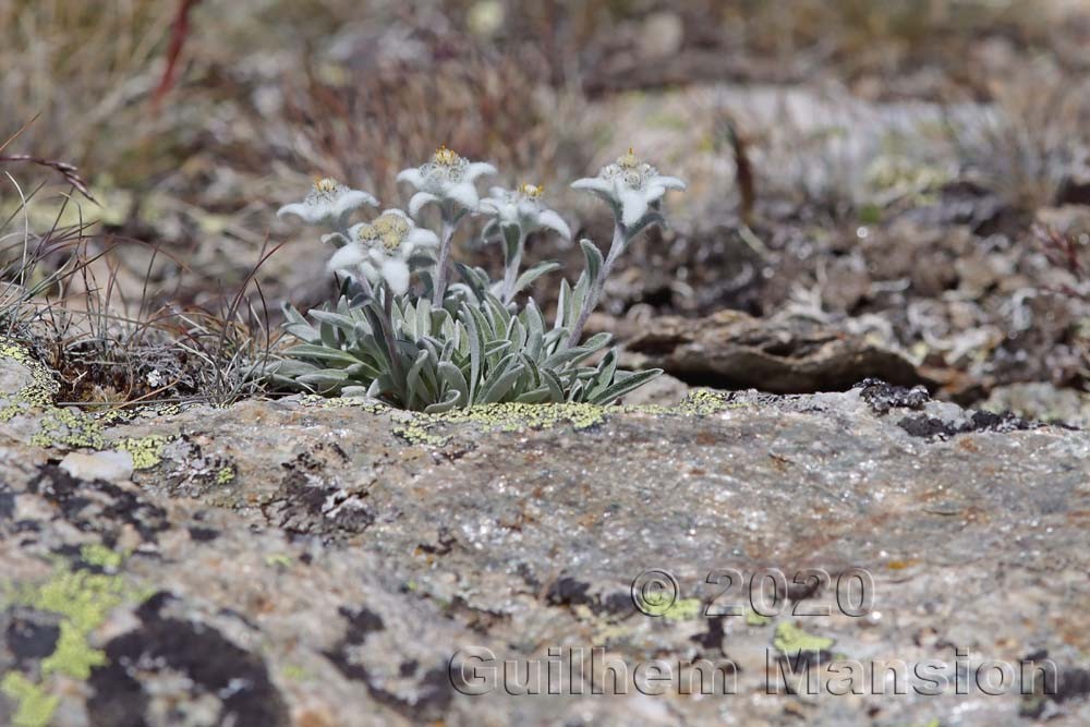 Leontopodium nivale subsp. alpinum