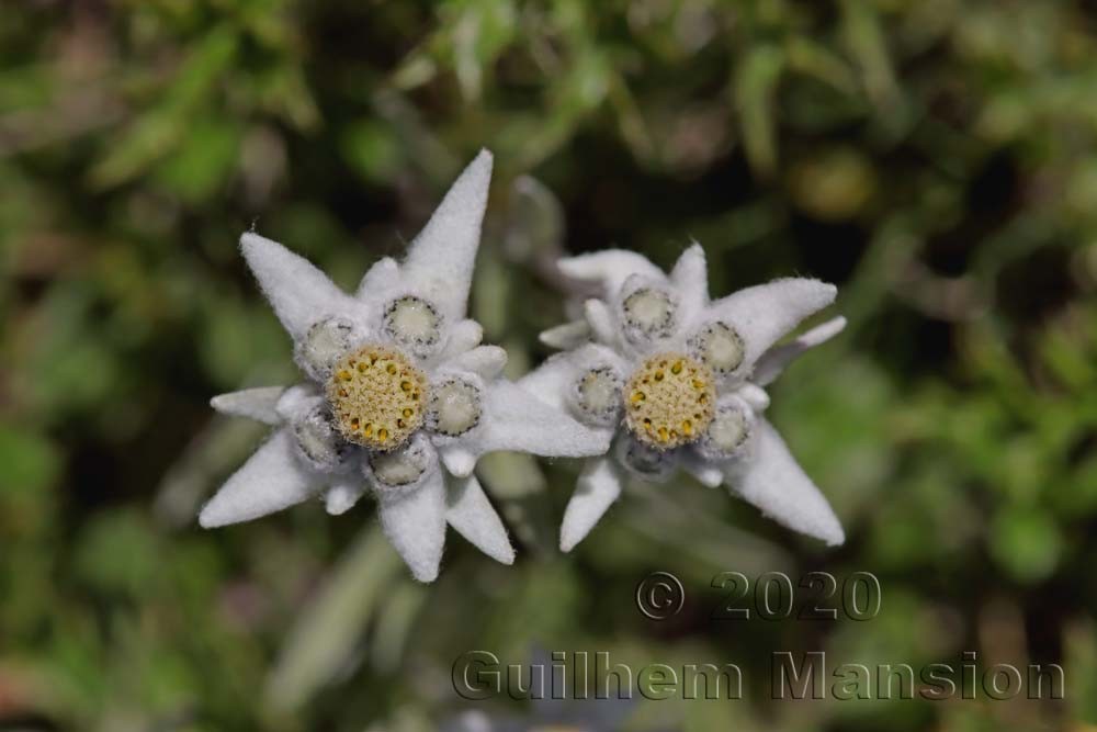 Leontopodium nivale subsp. alpinum