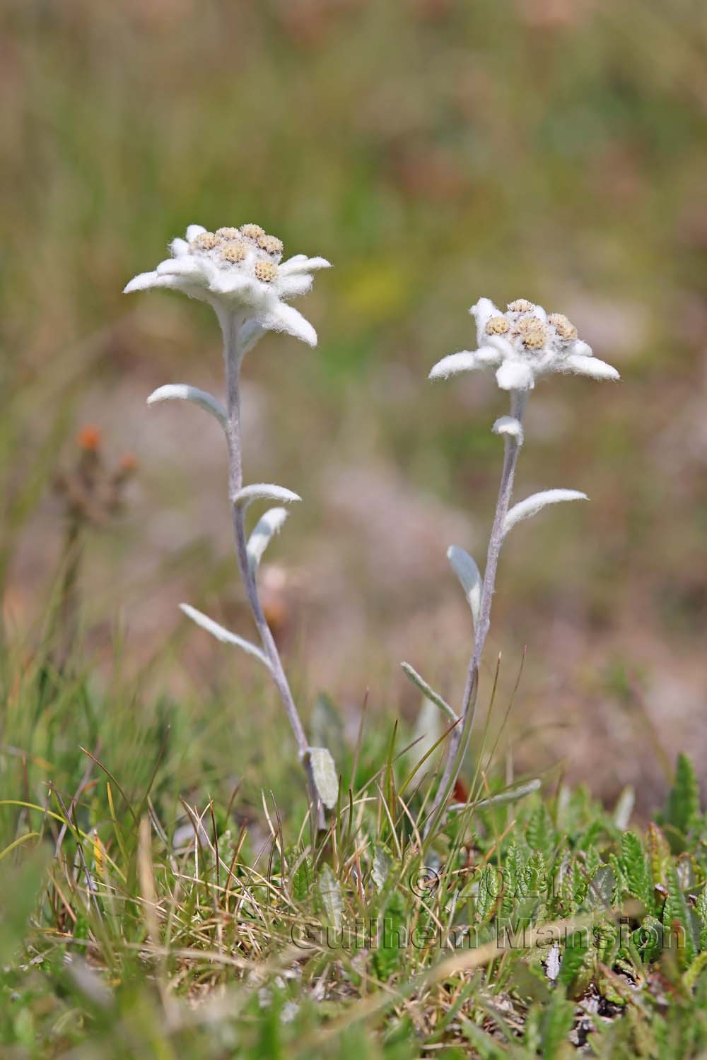 Leontopodium nivale subsp. alpinum