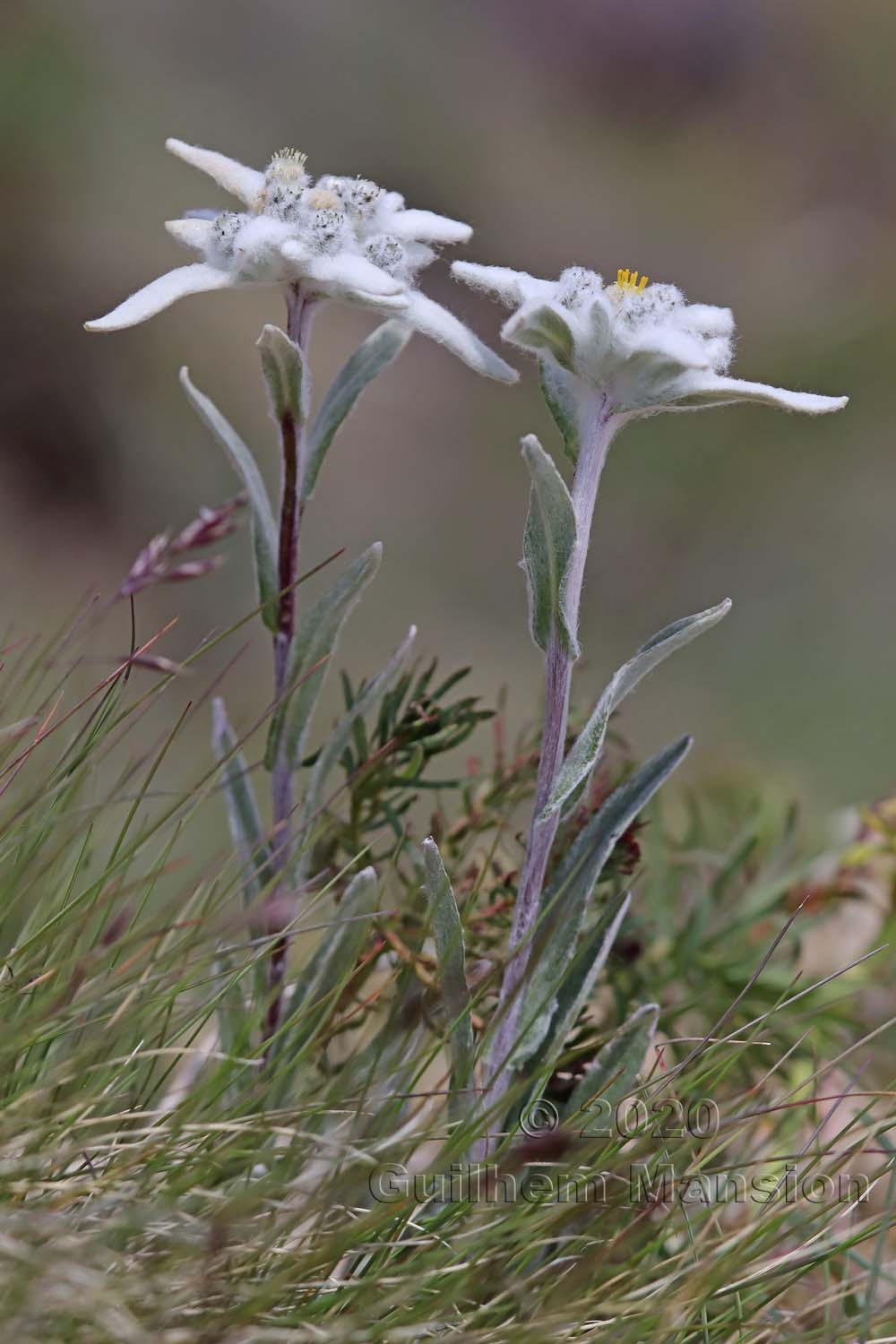 Leontopodium nivale subsp alpinum