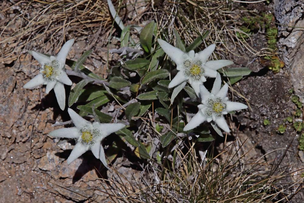 Leontopodium nivale subsp. alpinum