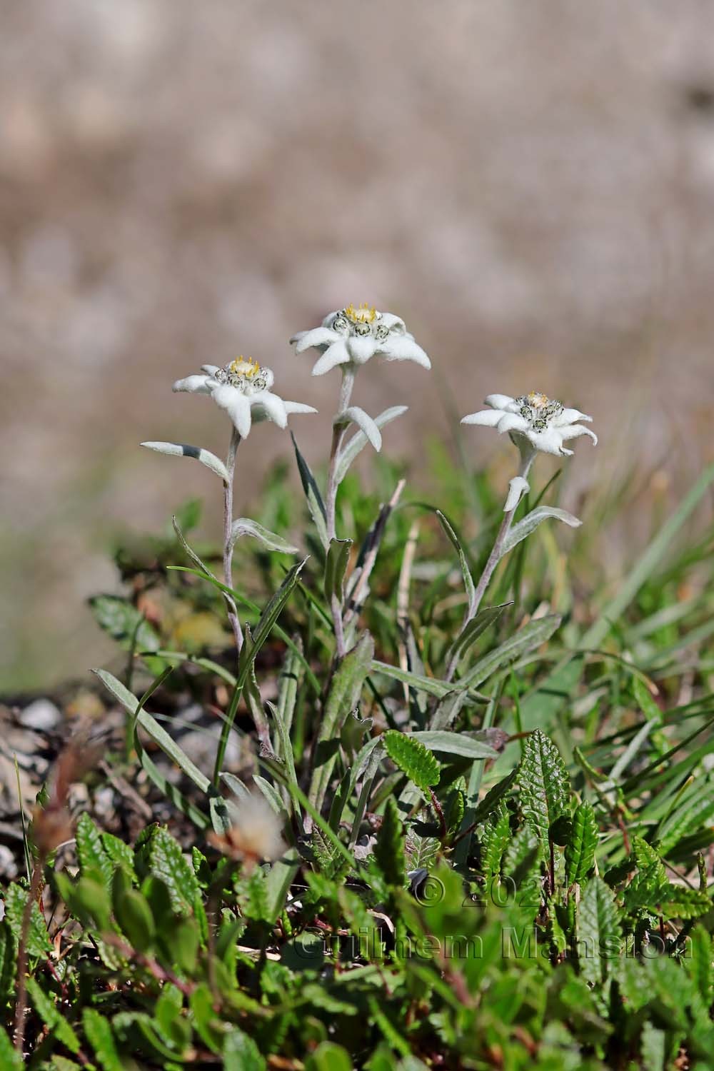 Leontopodium nivale subsp. alpinum