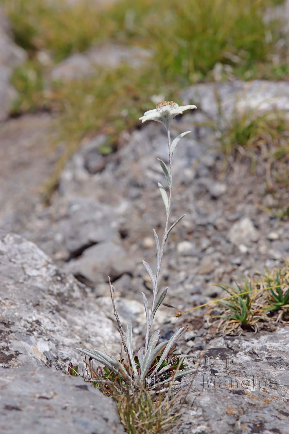 Leontopodium nivale subsp. alpinum