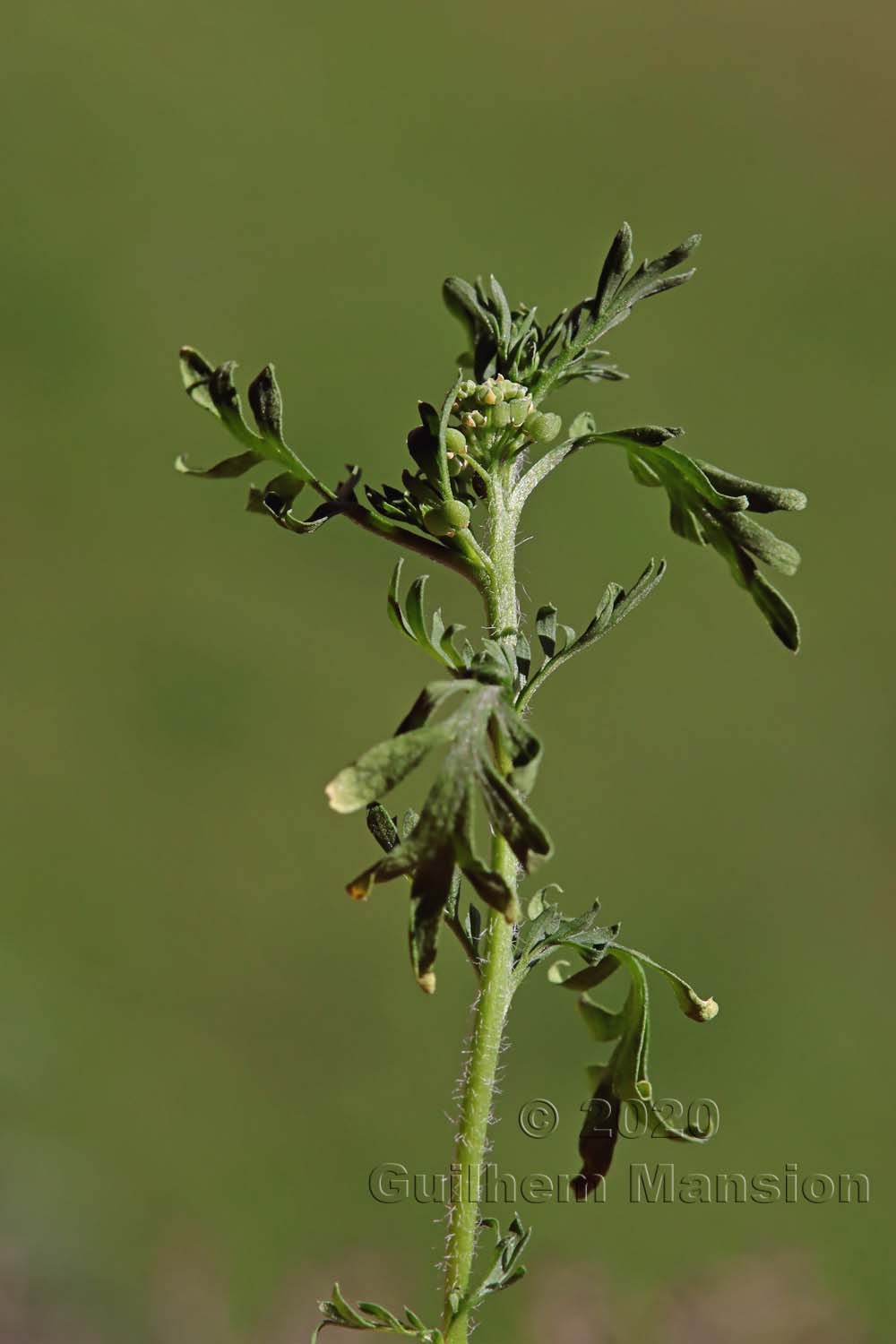 Lepidium didymum