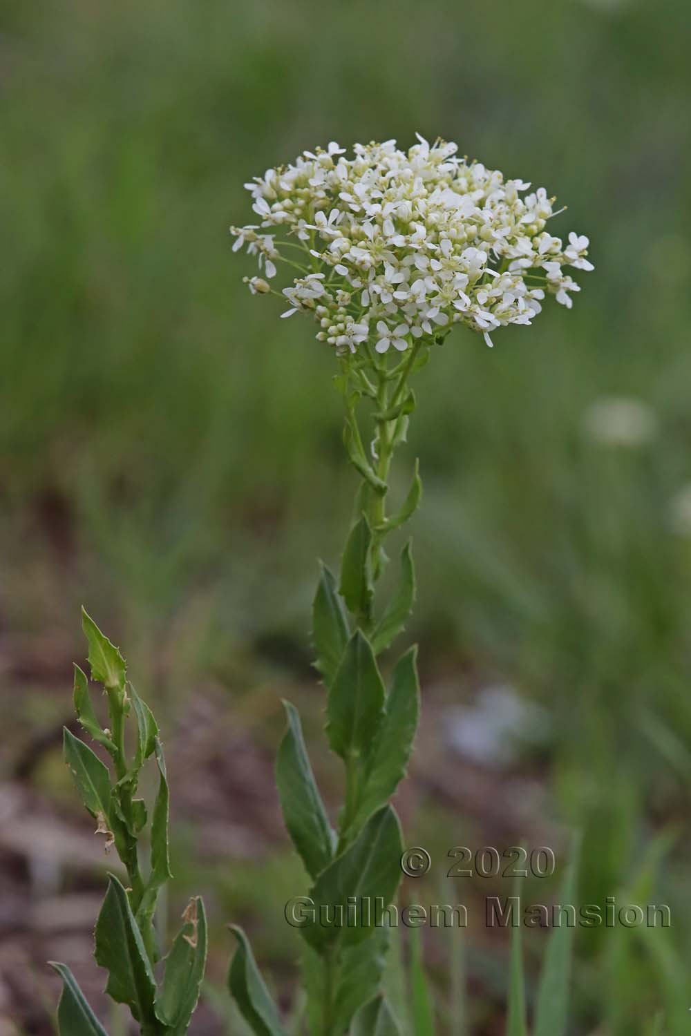 Lepidium draba