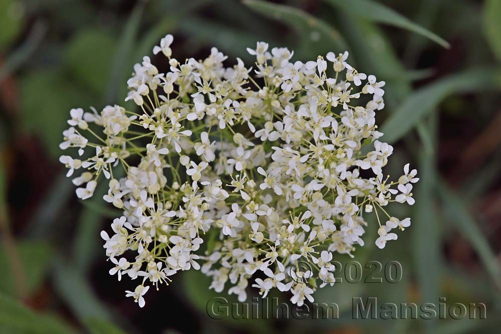 Lepidium draba