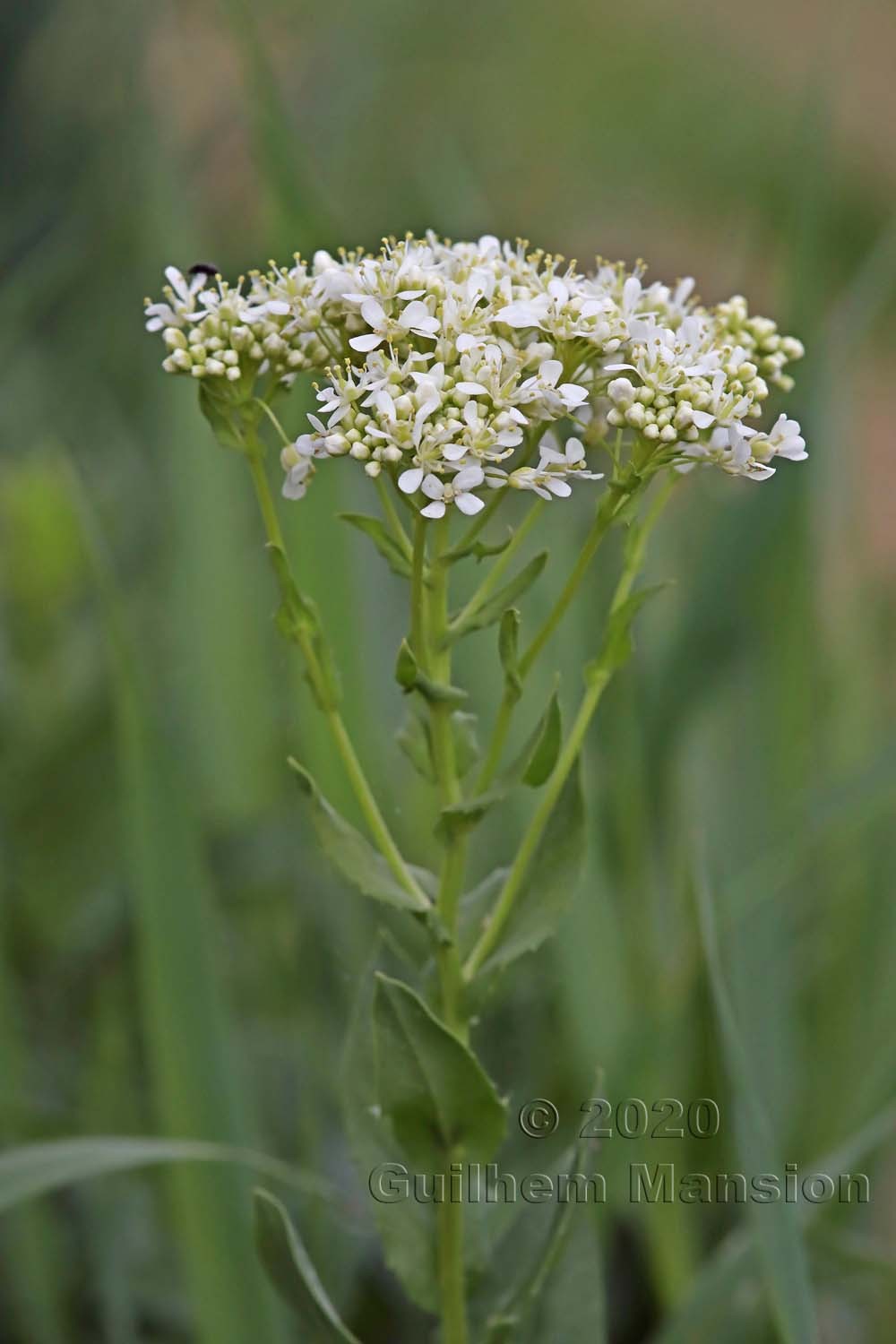 Lepidium draba