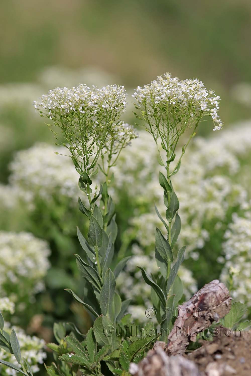 Lepidium draba