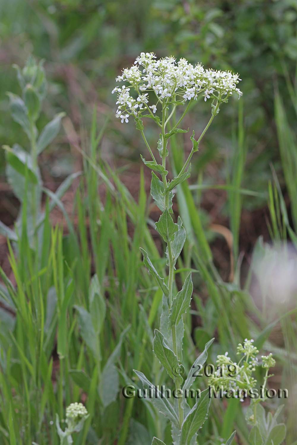 Lepidium draba