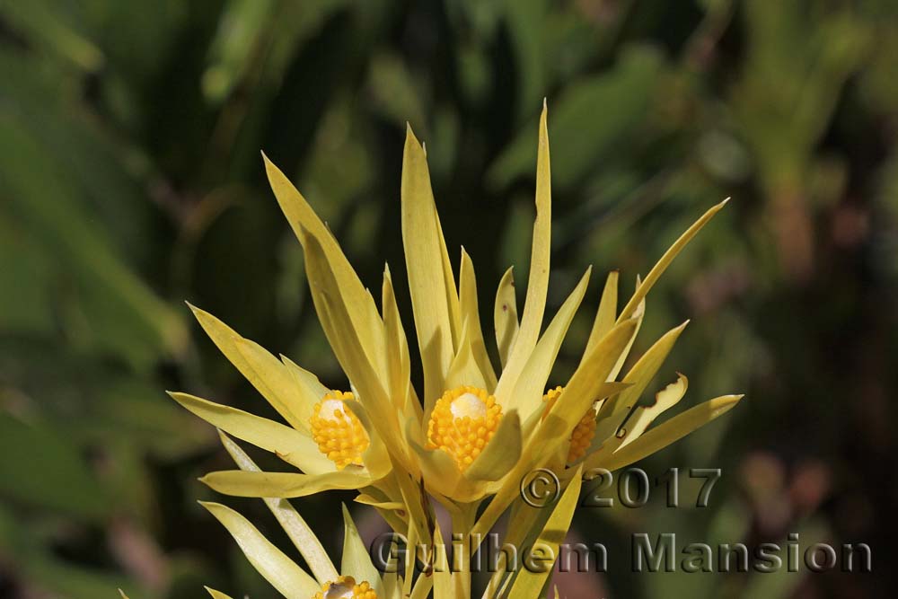 Leucadendron xanthoconus