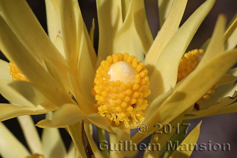 Leucadendron xanthoconus