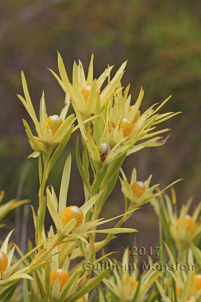 Leucadendron xanthoconus