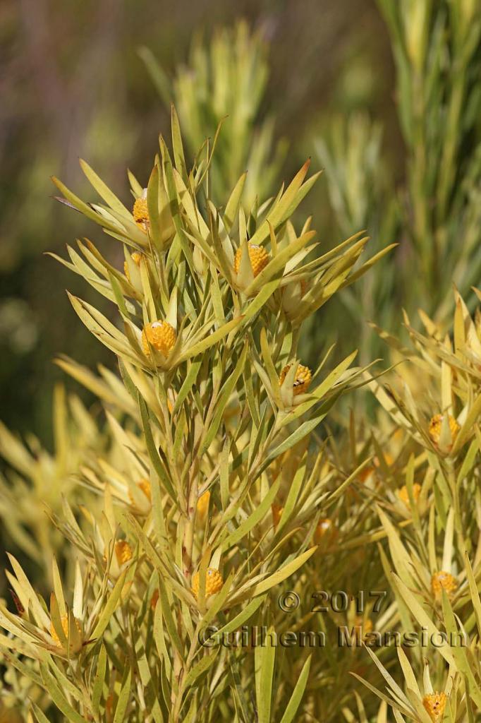 Leucadendron xanthoconus