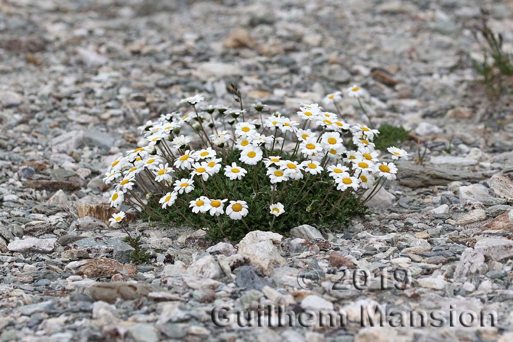 Leucanthemopsis alpina