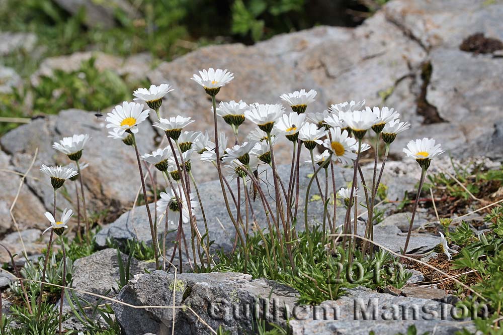 Leucanthemopsis alpina