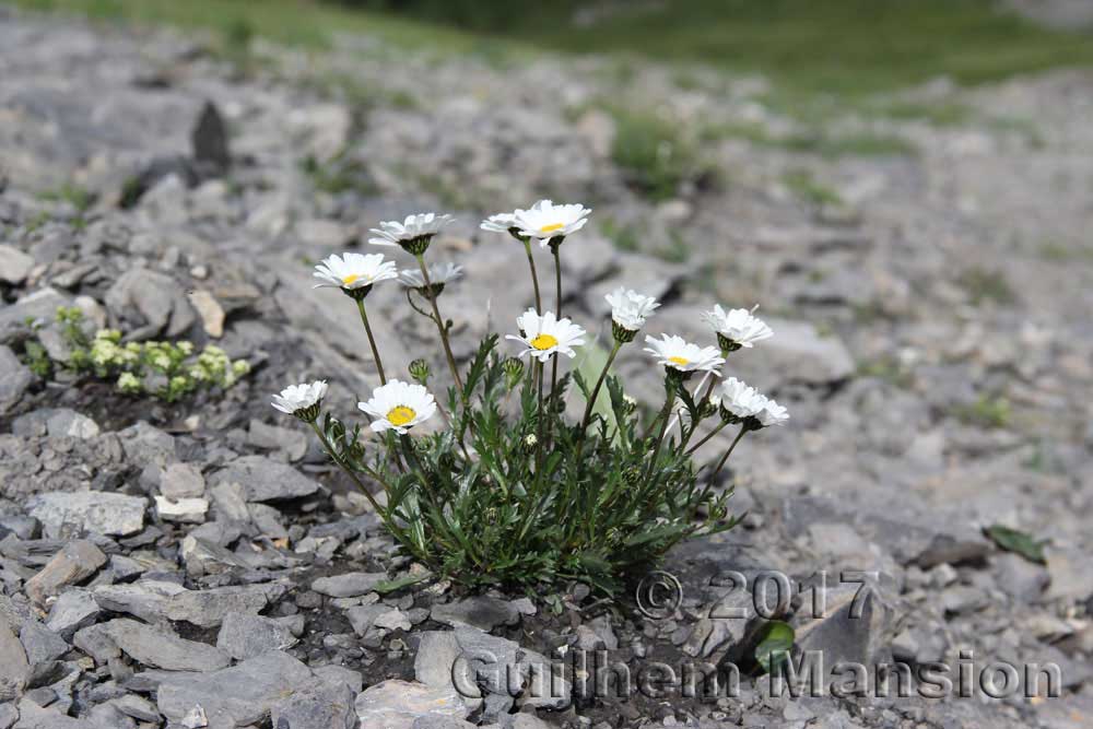 Leucanthemum halleri