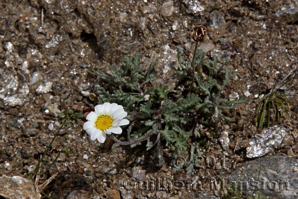 Leucanthemopsis alpina subsp. minima