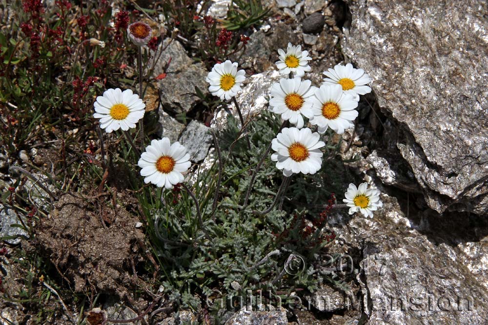 Leucanthemopsis alpina subsp. minima