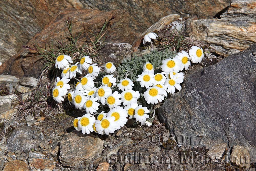 Leucanthemopsis alpina subsp. minima