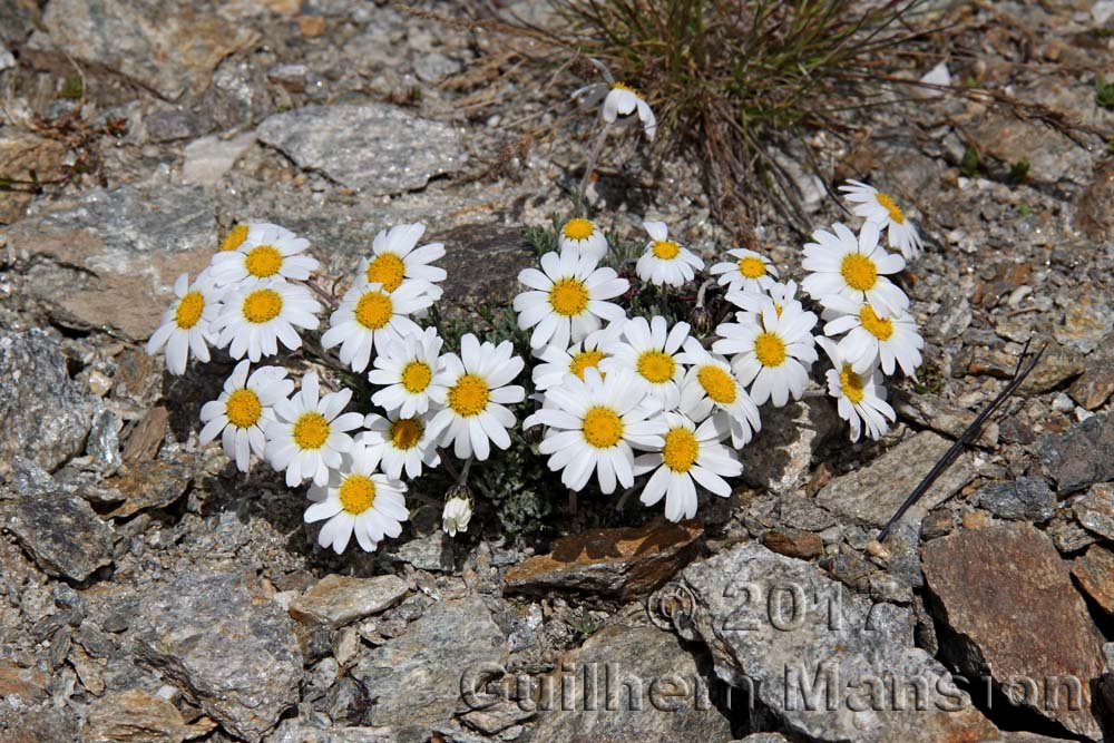 Leucanthemopsis alpina subsp. minima