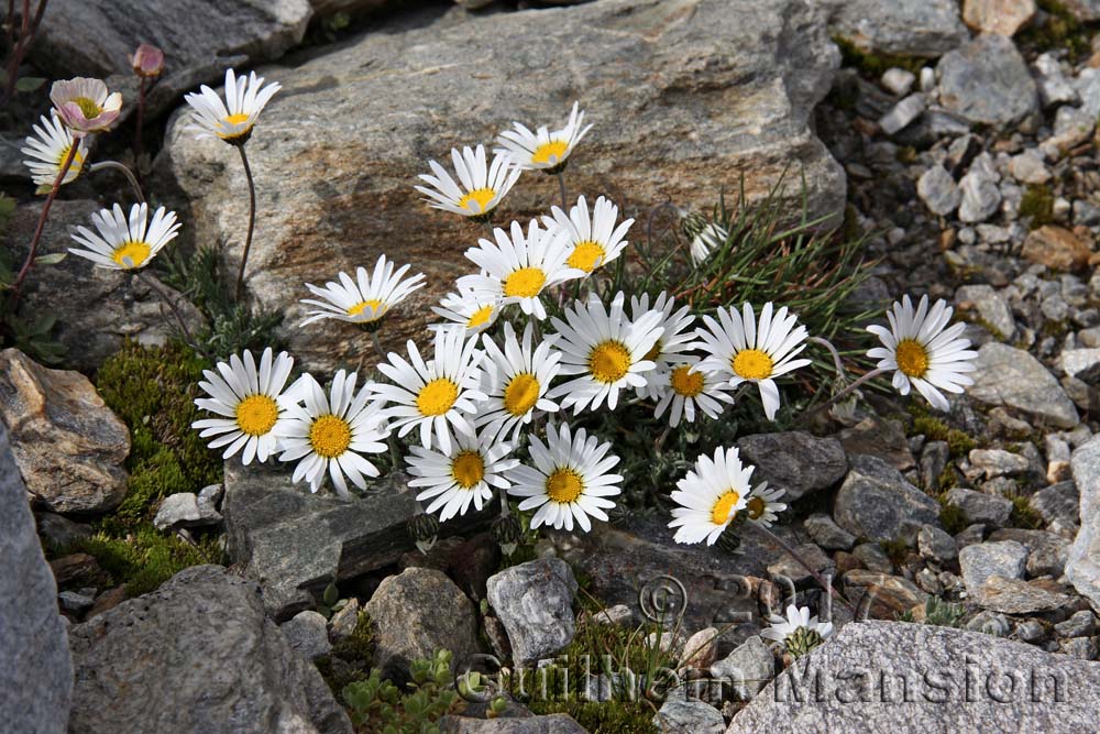 Leucanthemopsis alpina subsp. minima