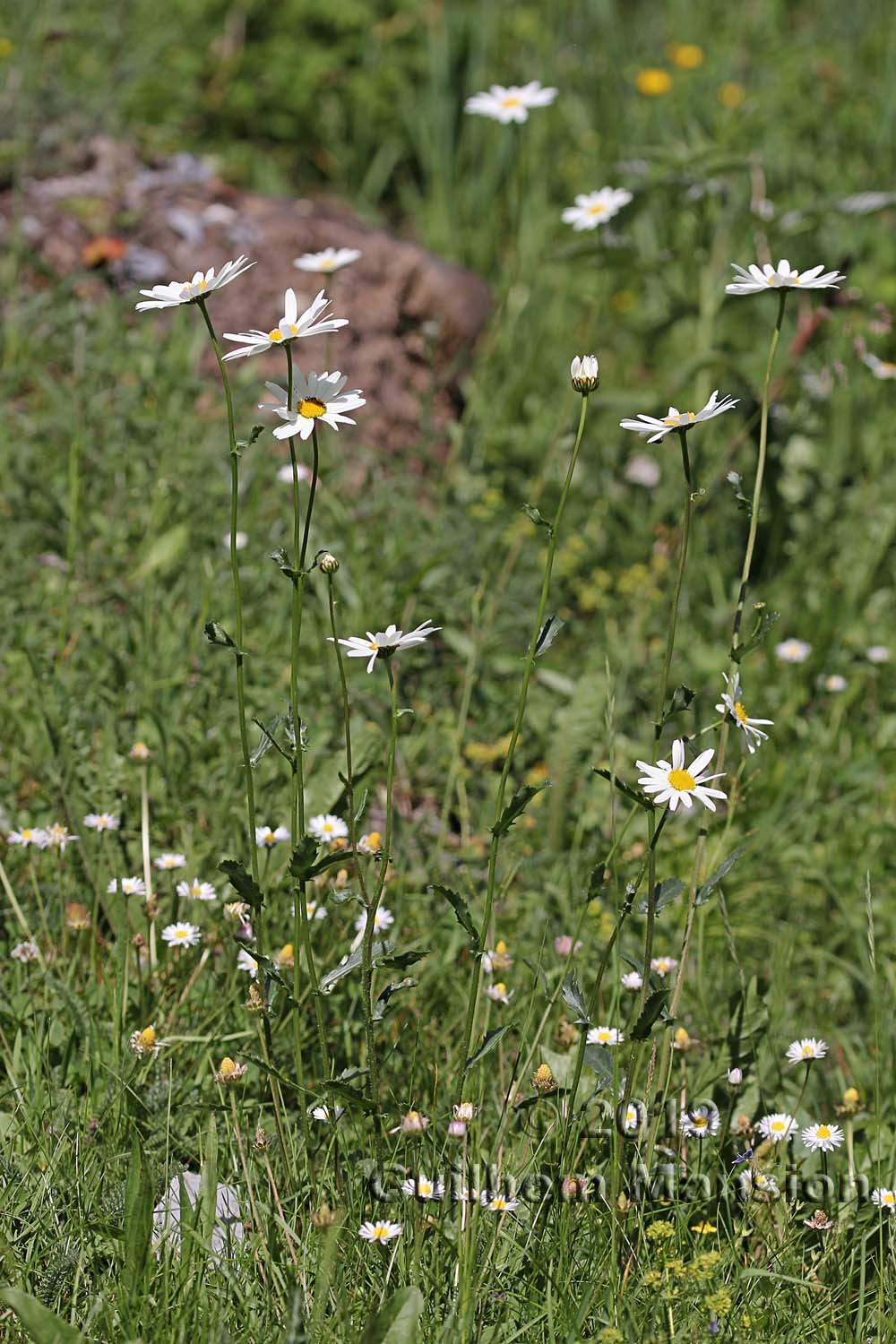 Leucanthemum adustum