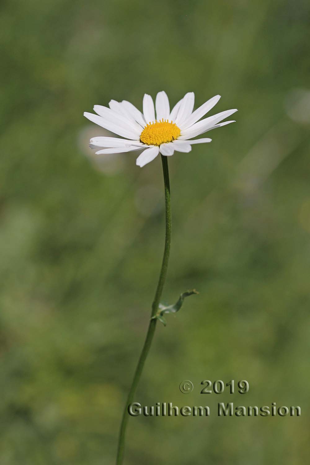 Leucanthemum adustum