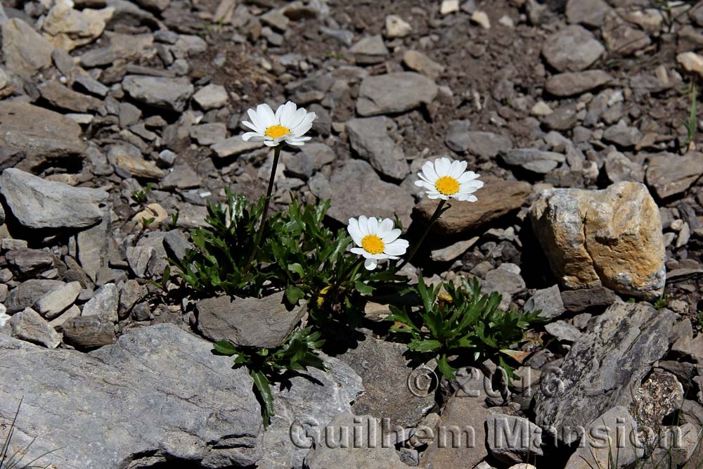 Leucanthemum atratum