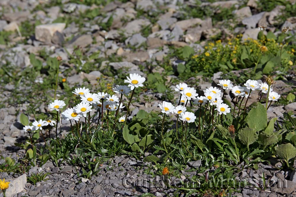 Leucanthemum atratum