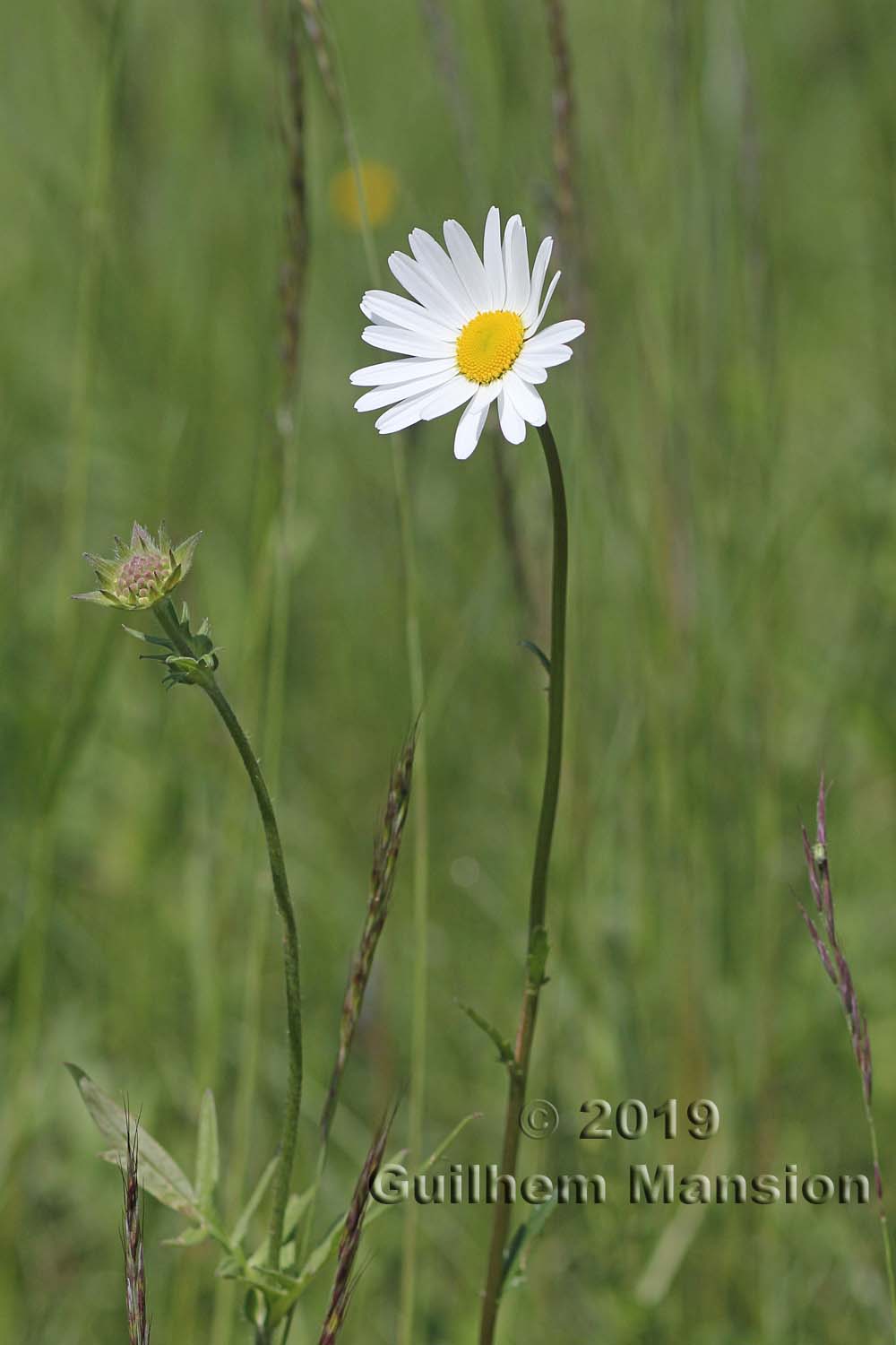 Leucanthemum vulgare