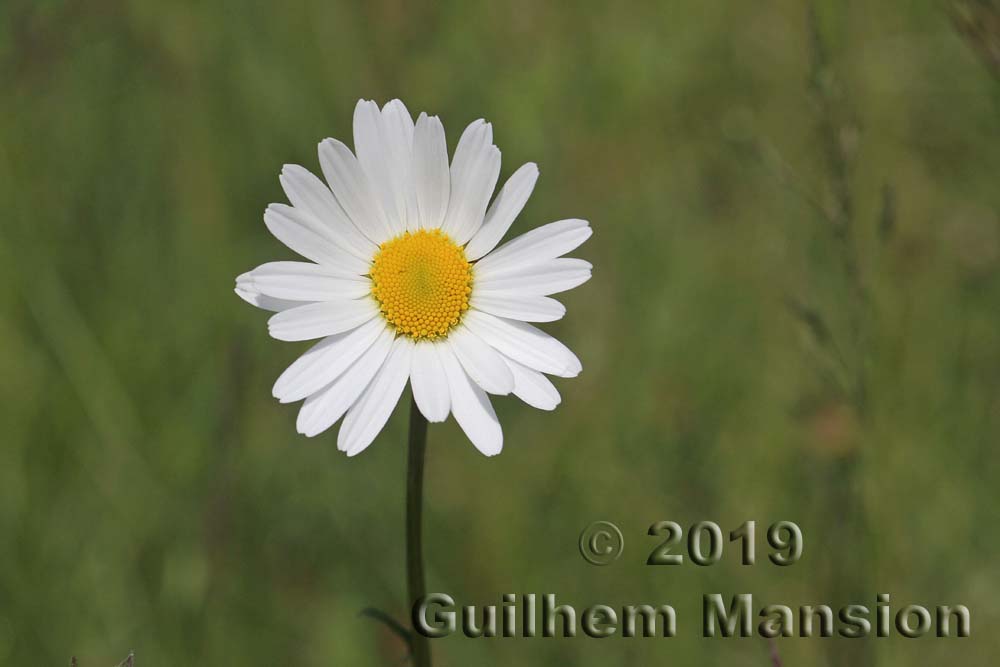 Leucanthemum vulgare