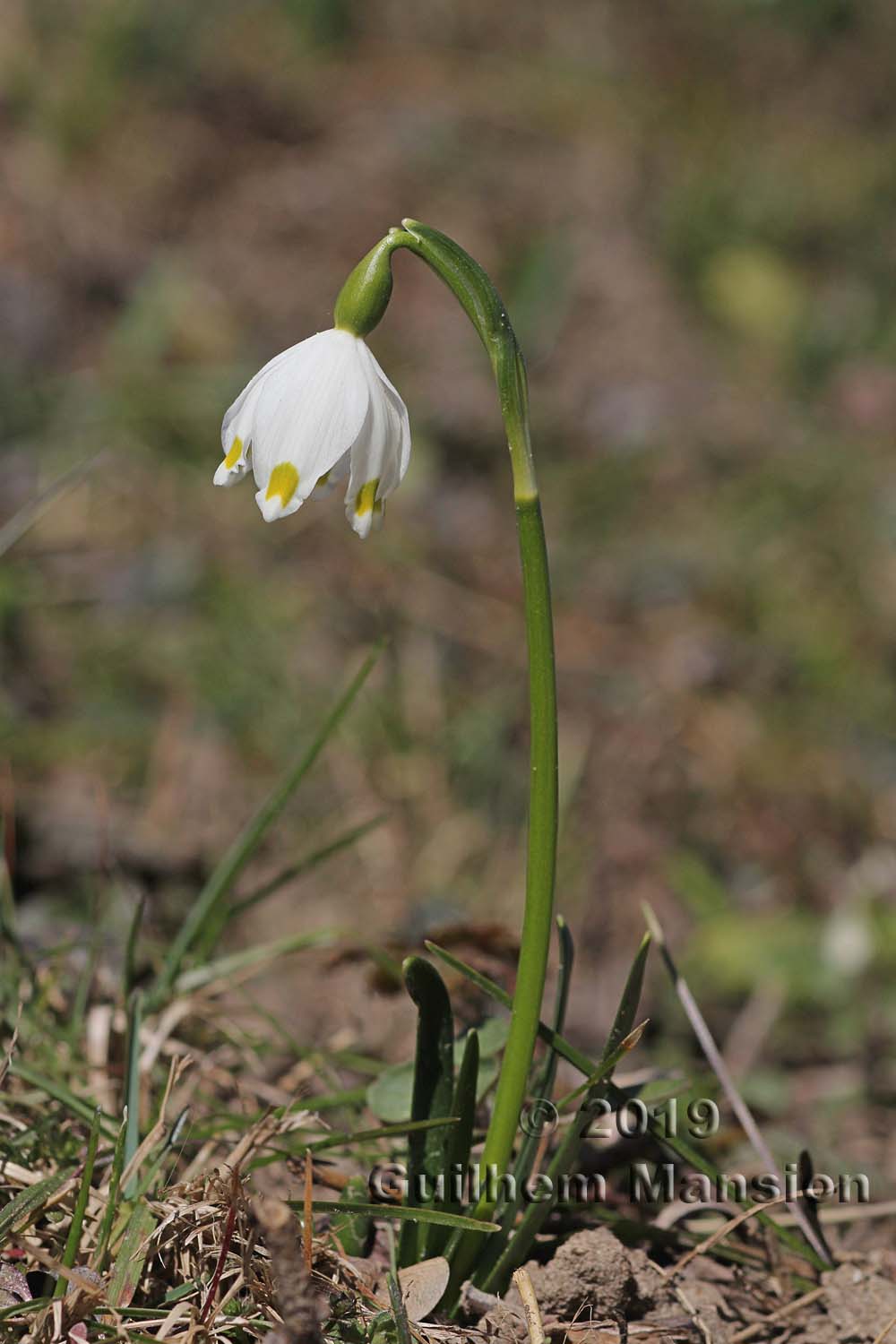 Leucojum vernum