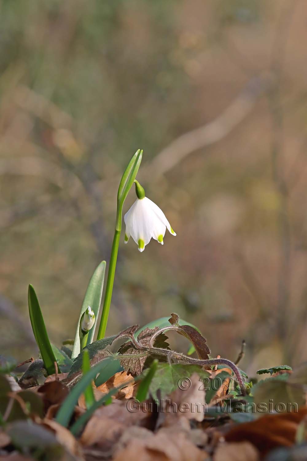 Leucojum vernum