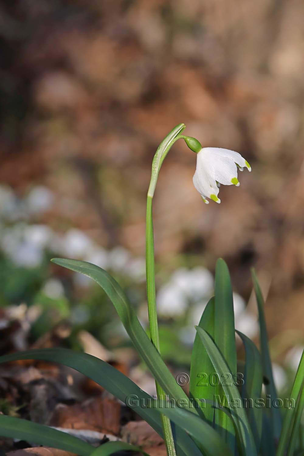 Leucojum vernum