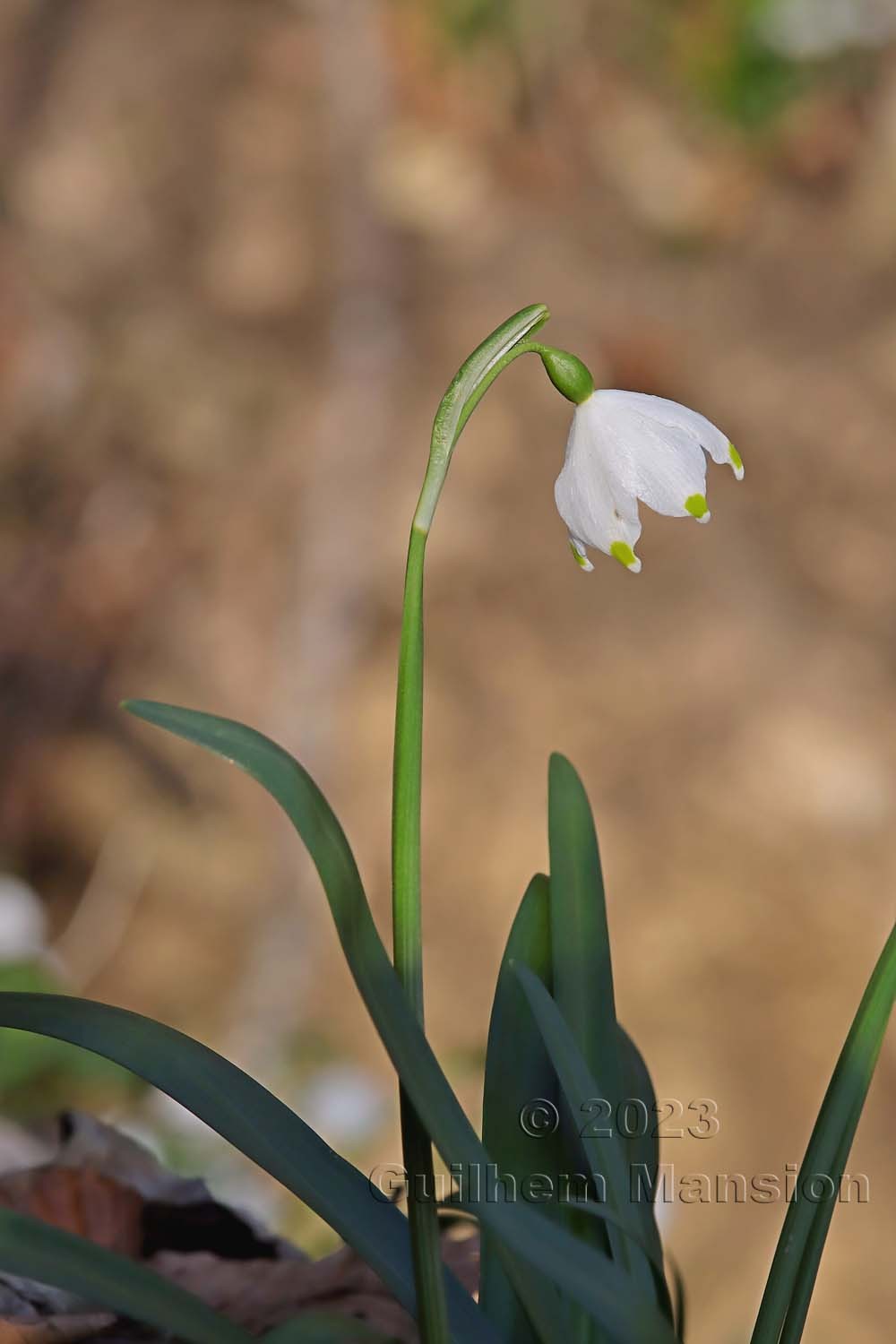 Leucojum vernum