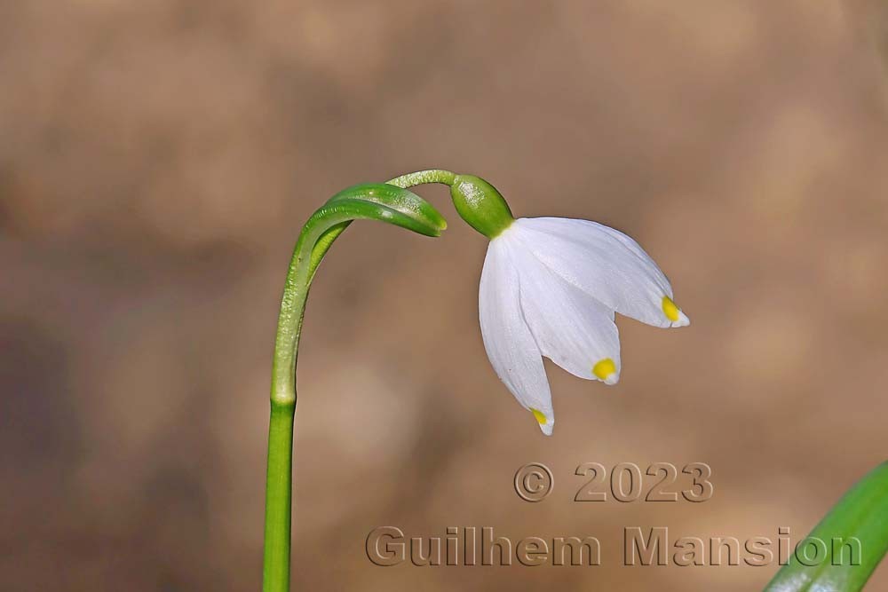 Leucojum vernum