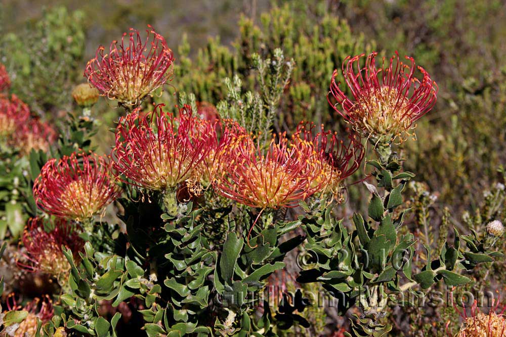 Leucospermum cordifolium