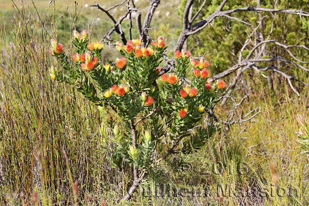 Leucospermum oleifolium