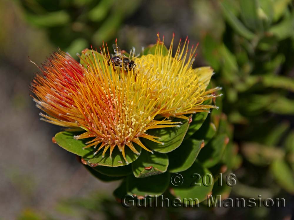 Leucospermum oleifolium