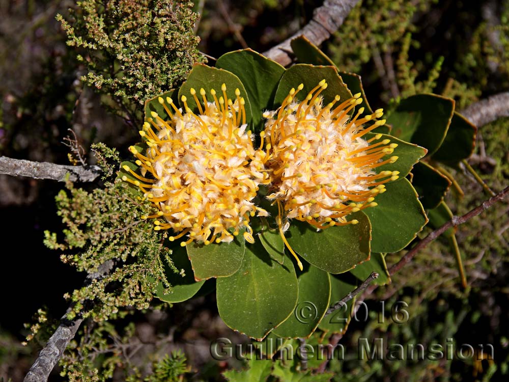 Leucospermum sp.