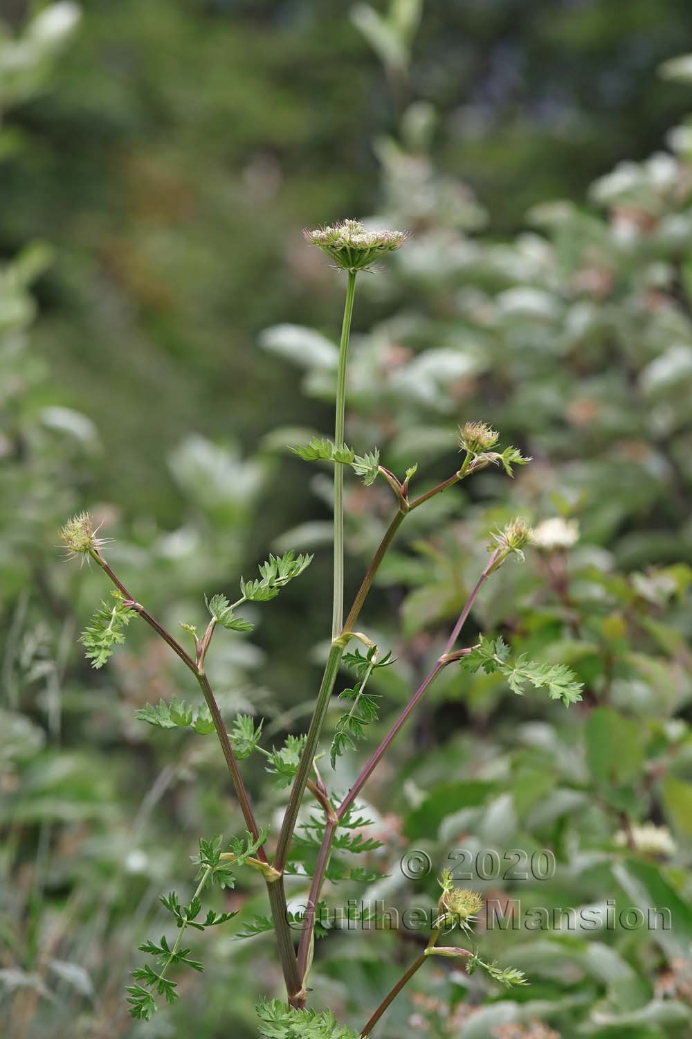 Libanotis pyrenaica