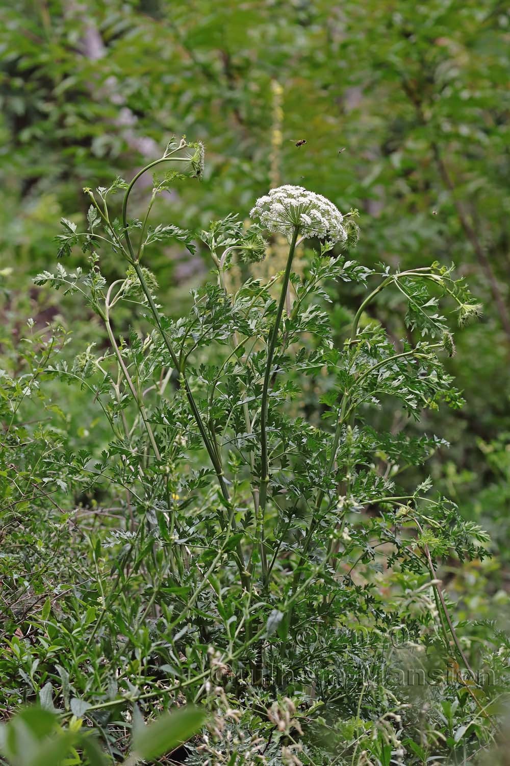 Libanotis pyrenaica