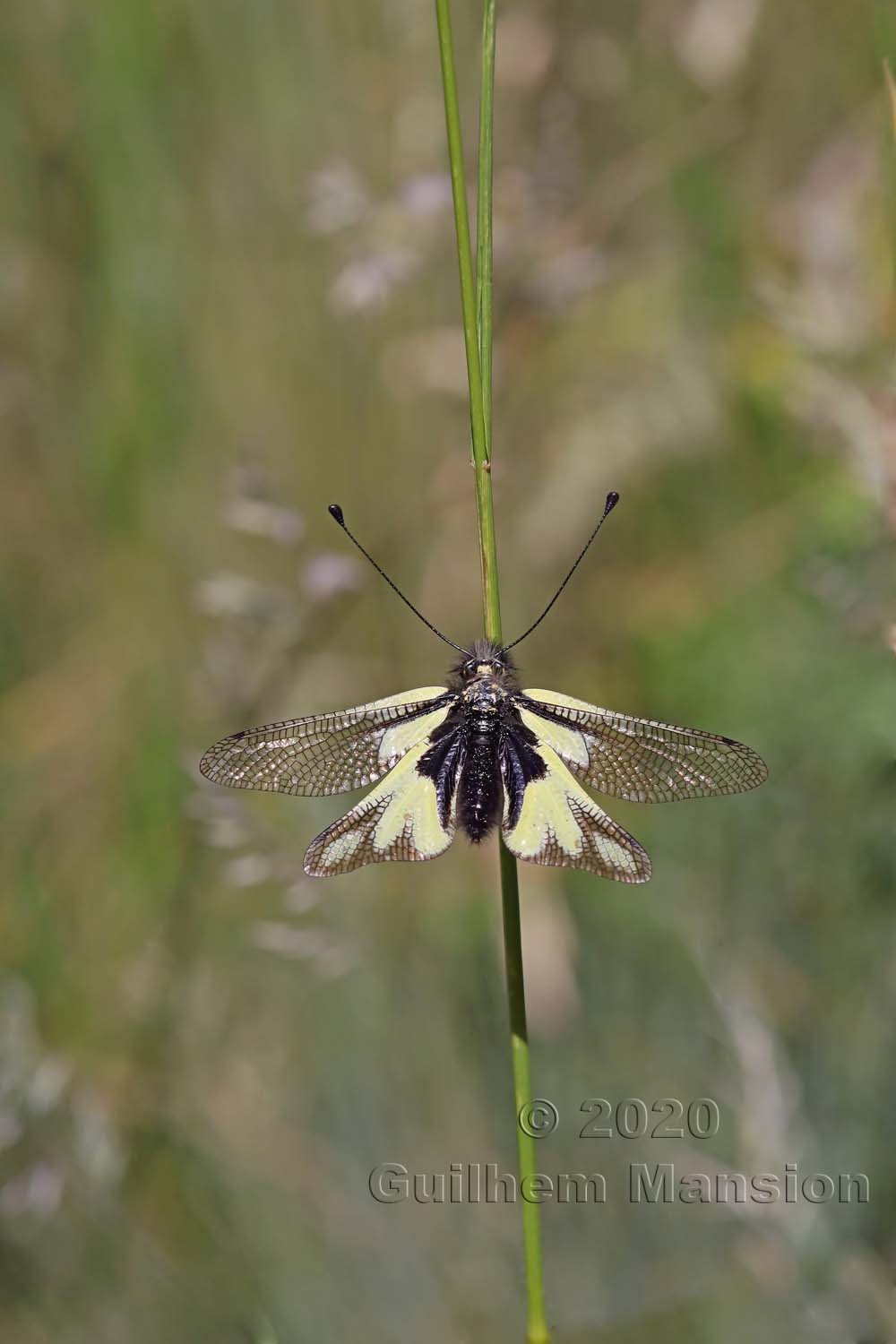 Libelloides coccajus