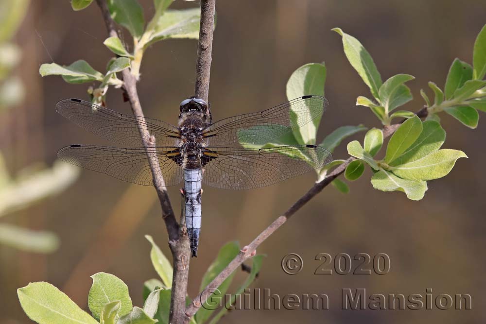 Libellula fulva