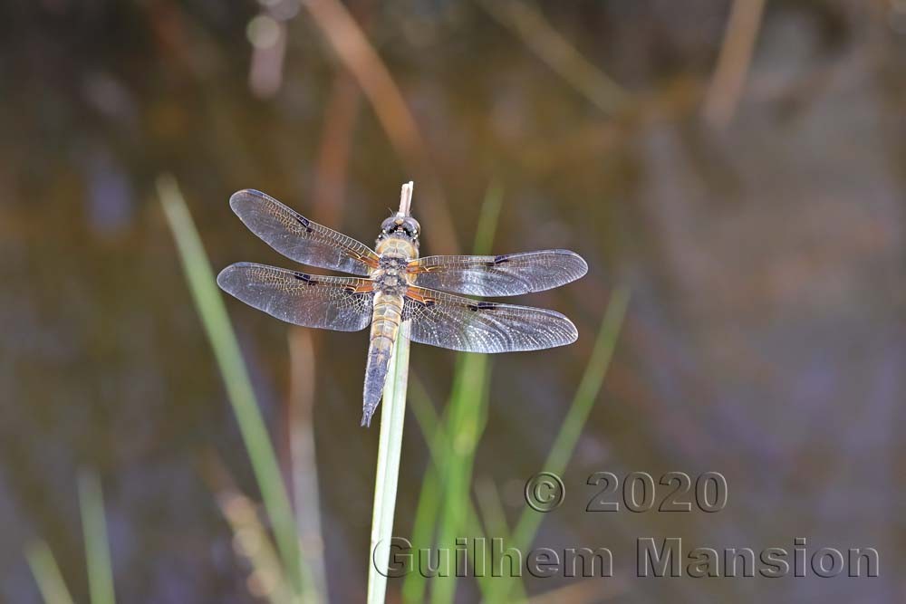 Libellula quadrimaculata